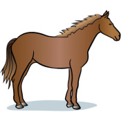 hest